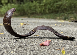 Honey Locust Seed Pod on Ground